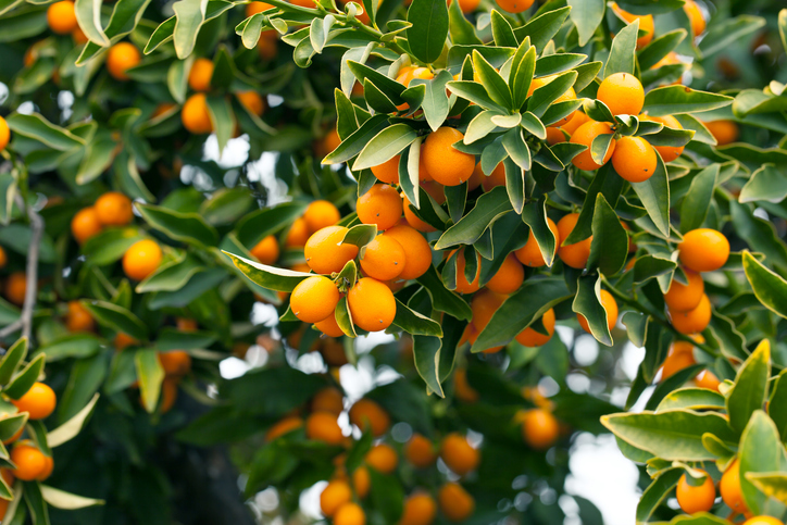 Kumquat: Frischer Genuss, der jedem Gericht eine besondere Note verleiht