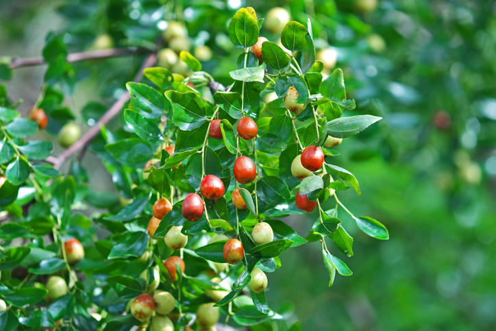 Jujube: So schmeckt die chinesische Dattel am besten